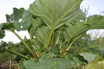 Vegetable Victoria Rhubarb